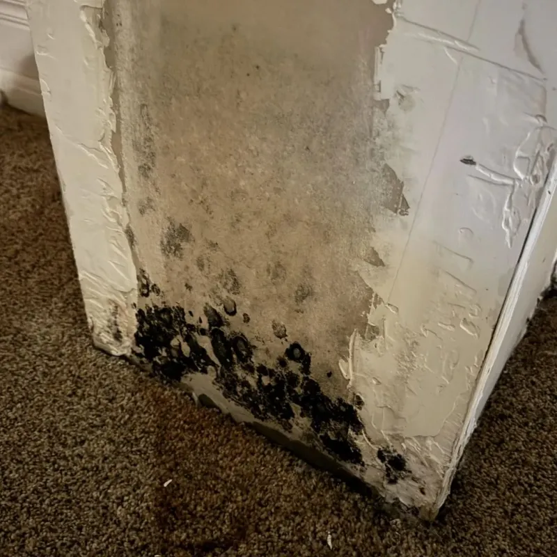 Professional Mold Removal in Truckee, CA